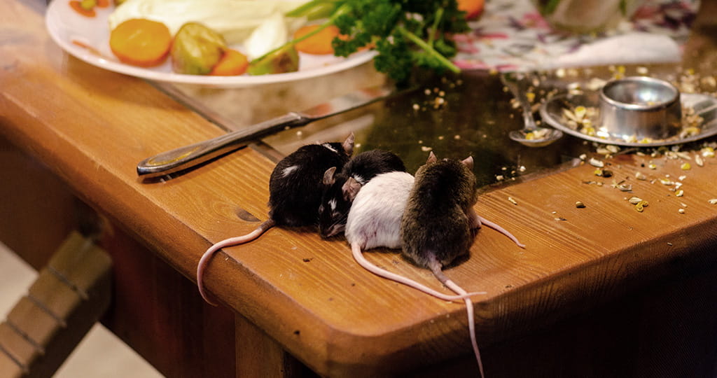 Мыши на кухонном столе, как избавиться